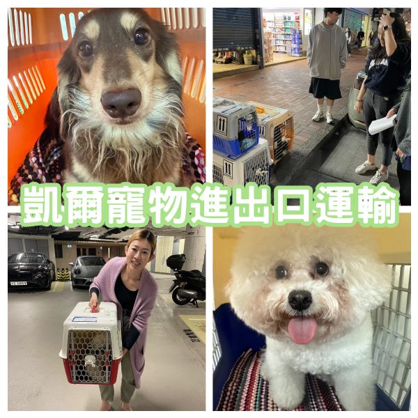 2024/03/19 『香港』7狗1貓飛香港大陣仗一起作伴飛香港啦~~~